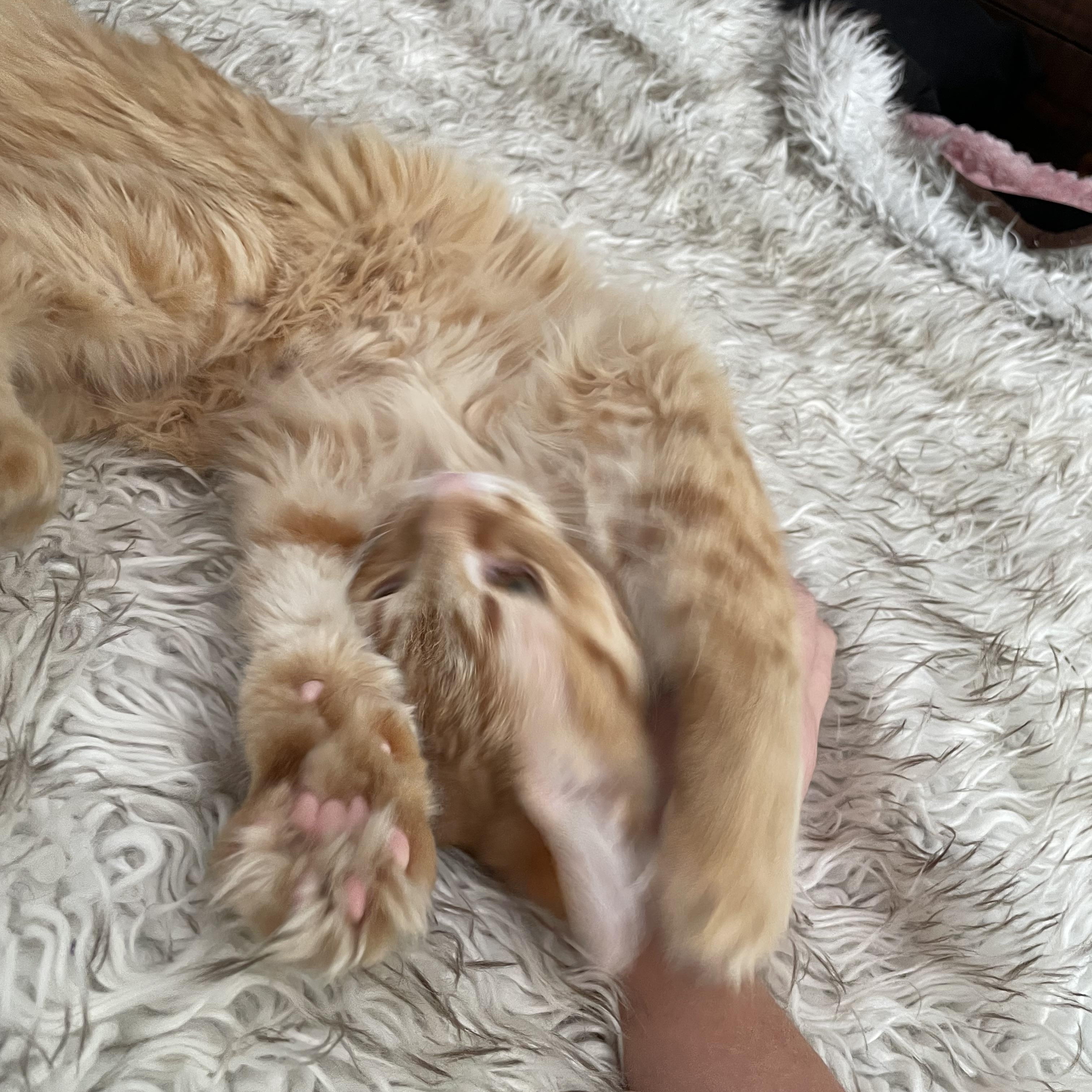 Enlarge Chuck, a Adoptable Domestic Medium Hair in East Lansing, MI image 3/4