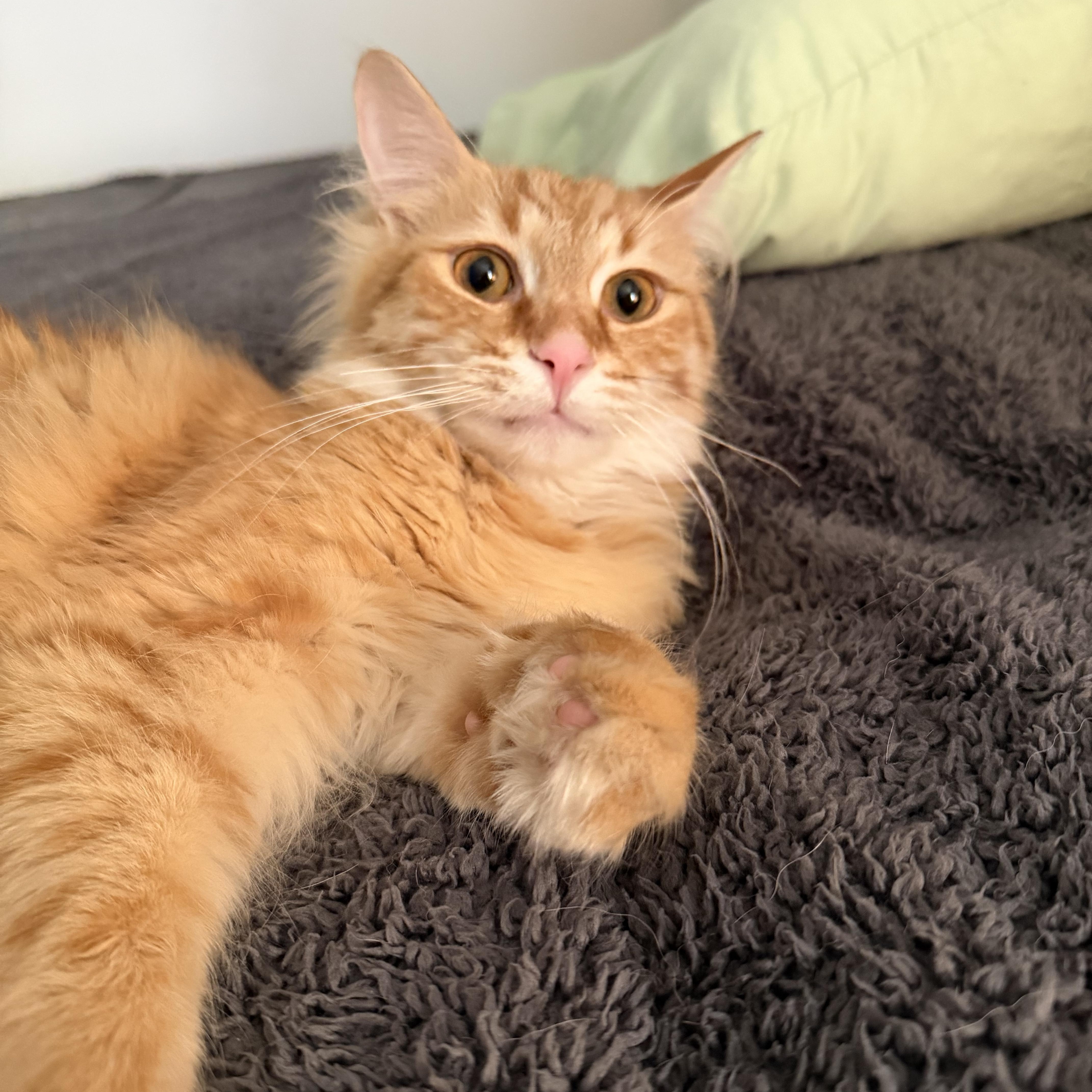 Enlarge Chuck, a Adoptable Domestic Medium Hair in East Lansing, MI image 2/4