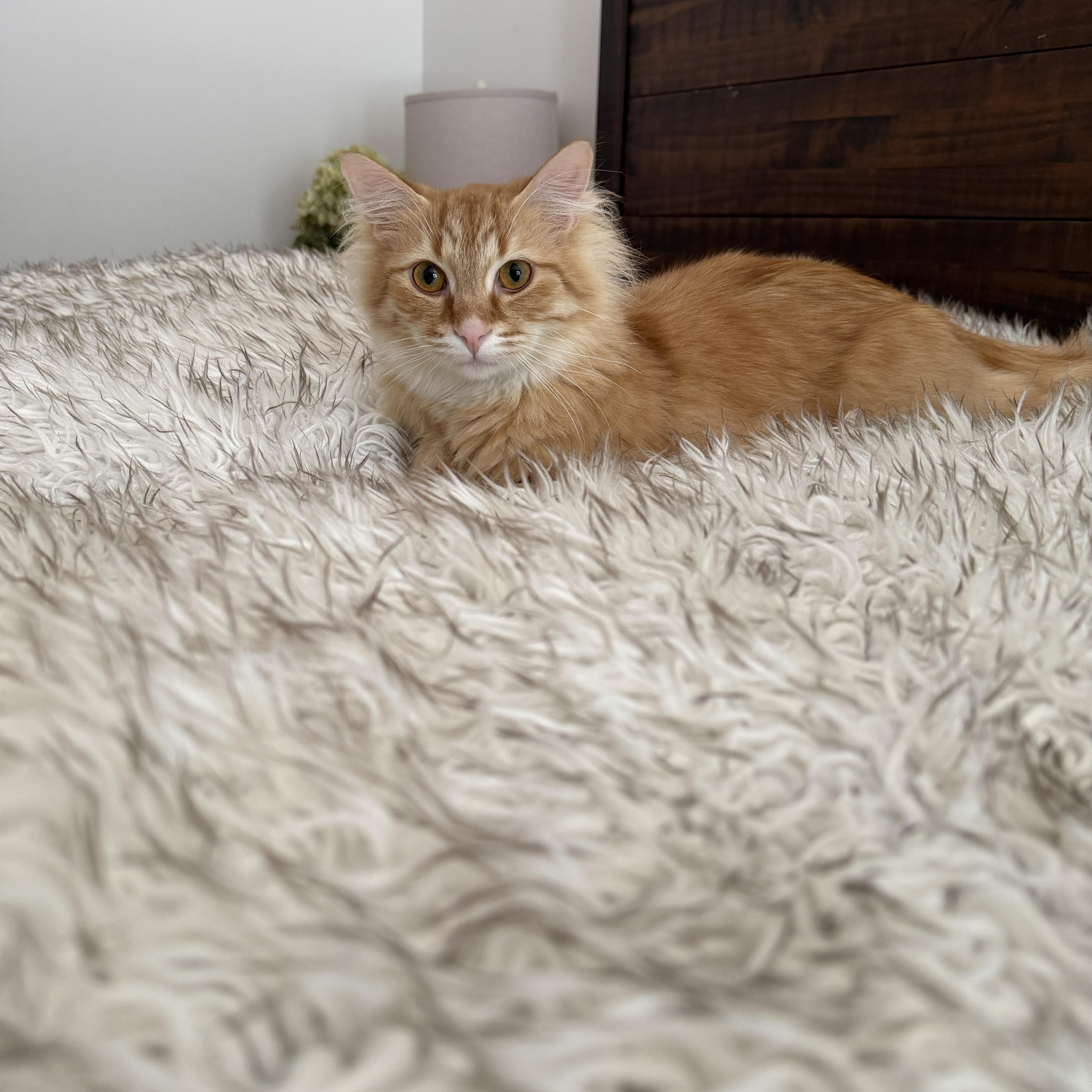 Chuck, Adoptable, Young Male Domestic Medium Hair.