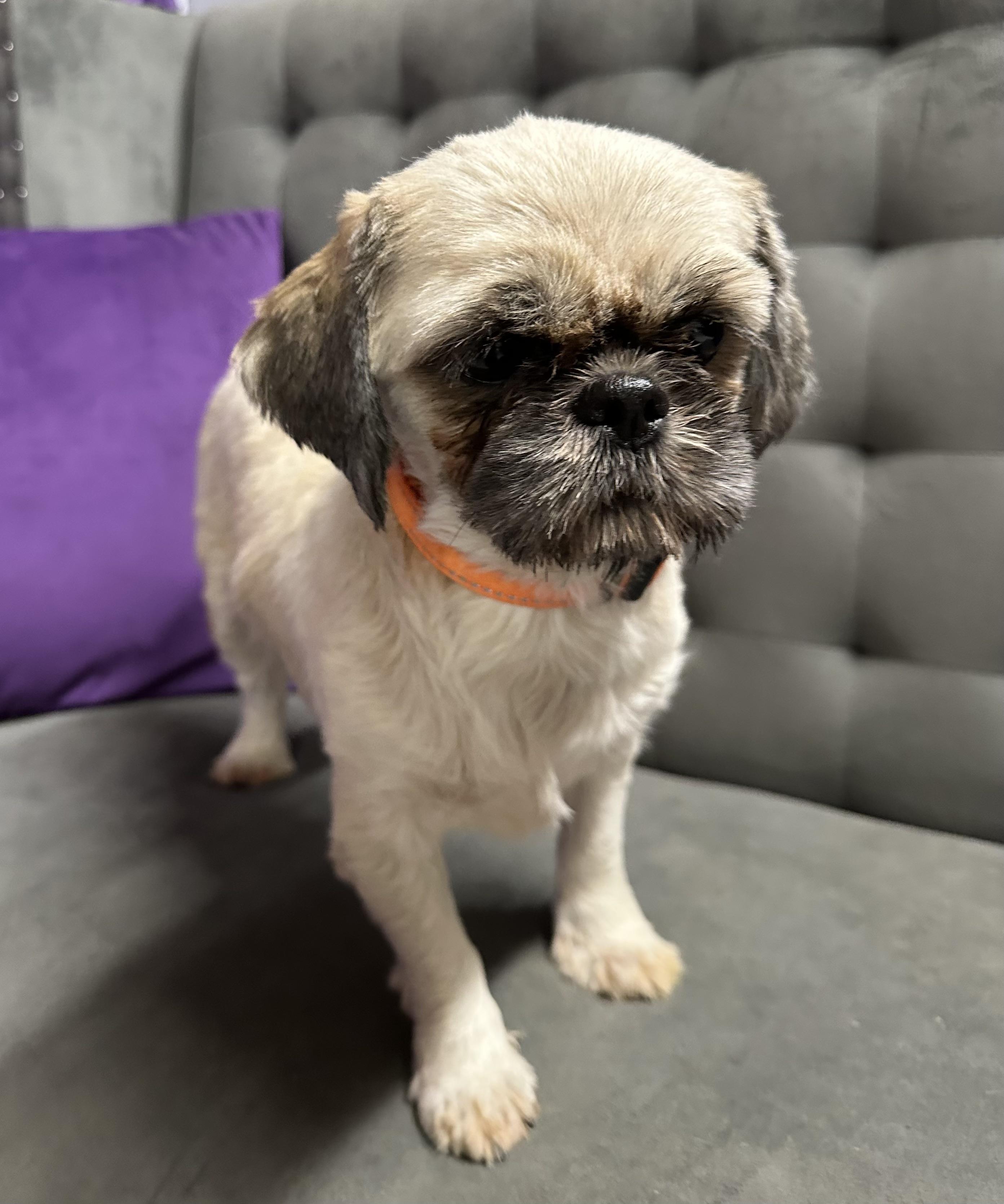 Wish - Foster Home Needed