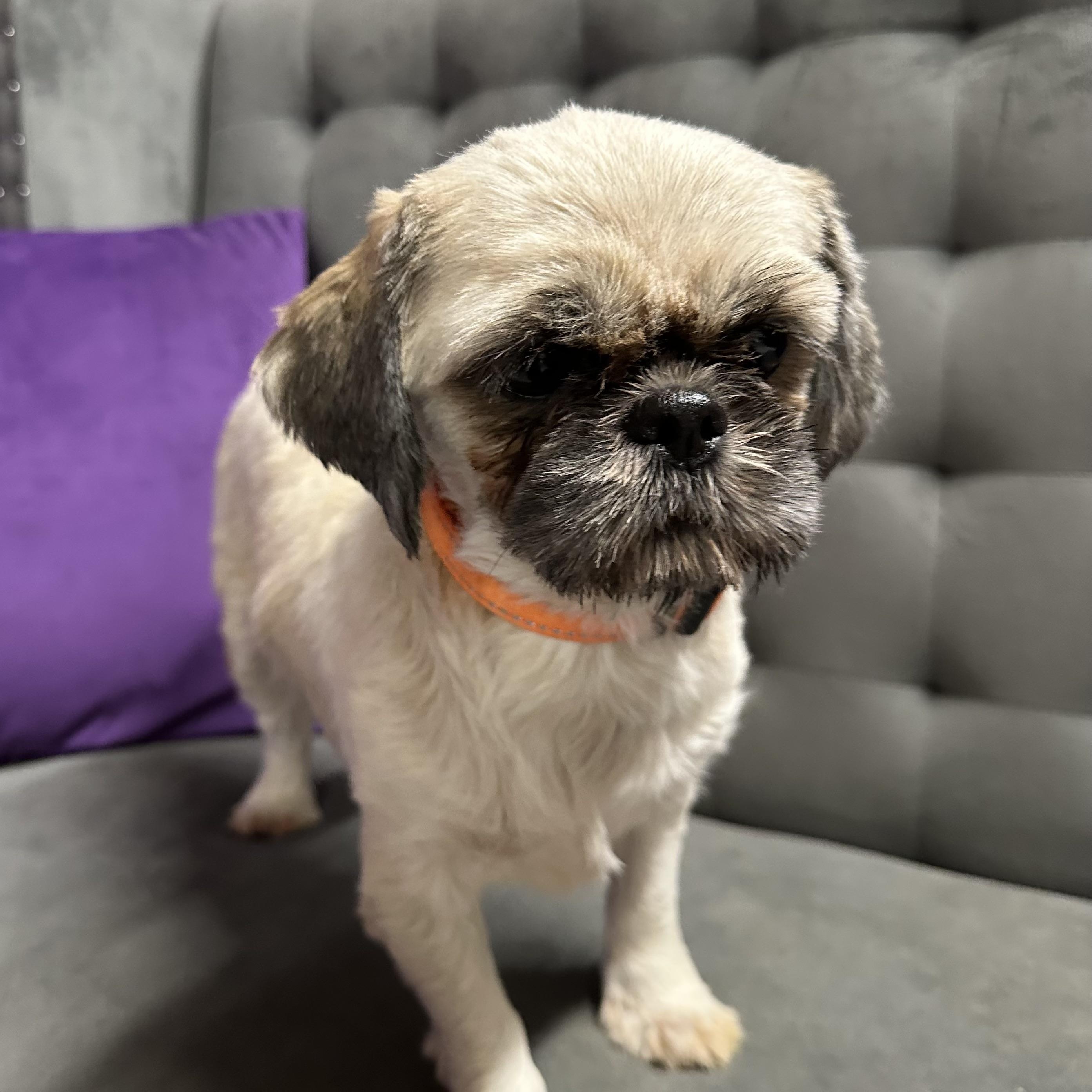 Enlarge Wish -Foster Home Needed, a Adoptable mixed breed in Hartland, WI image 2/3