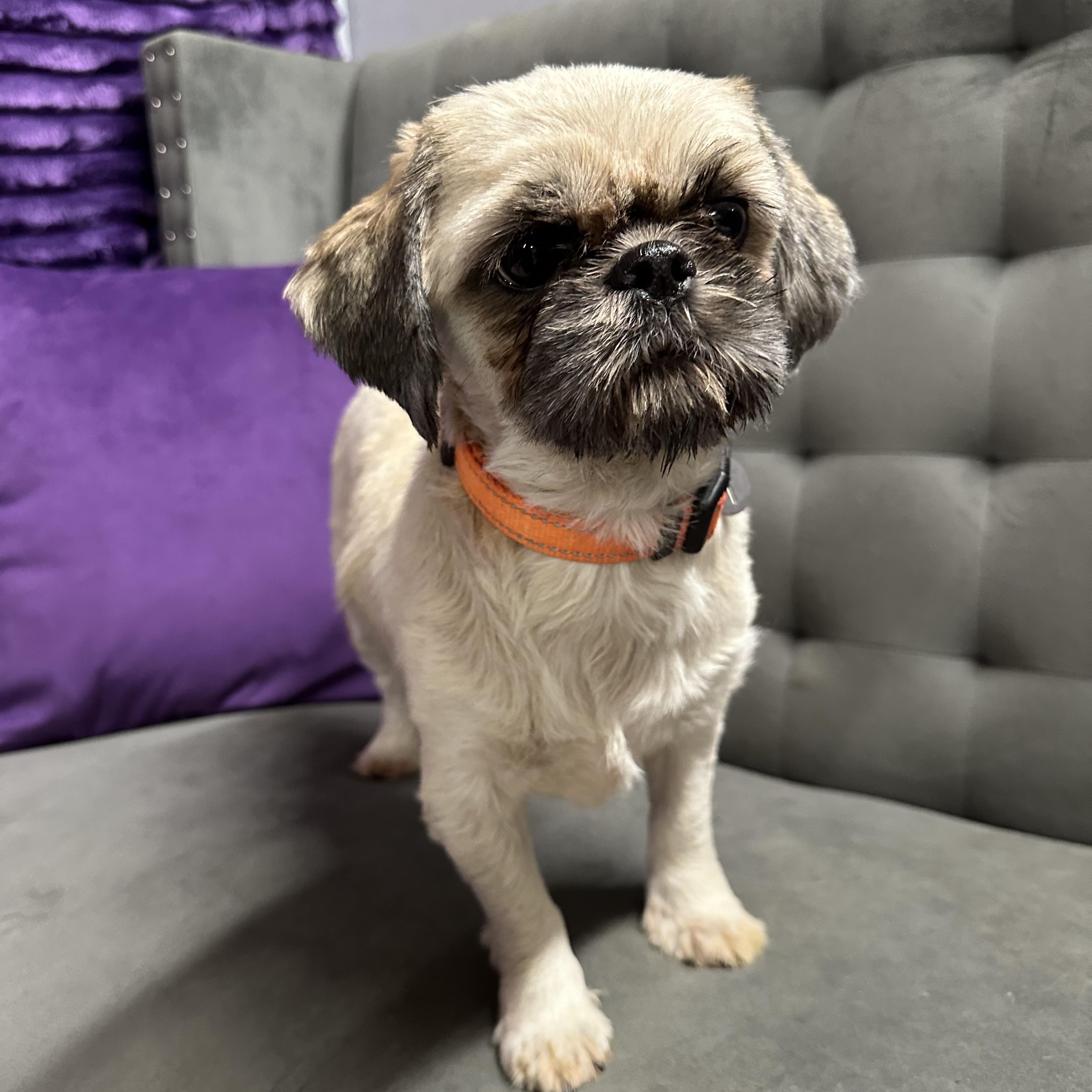 Wish - Foster Home Needed