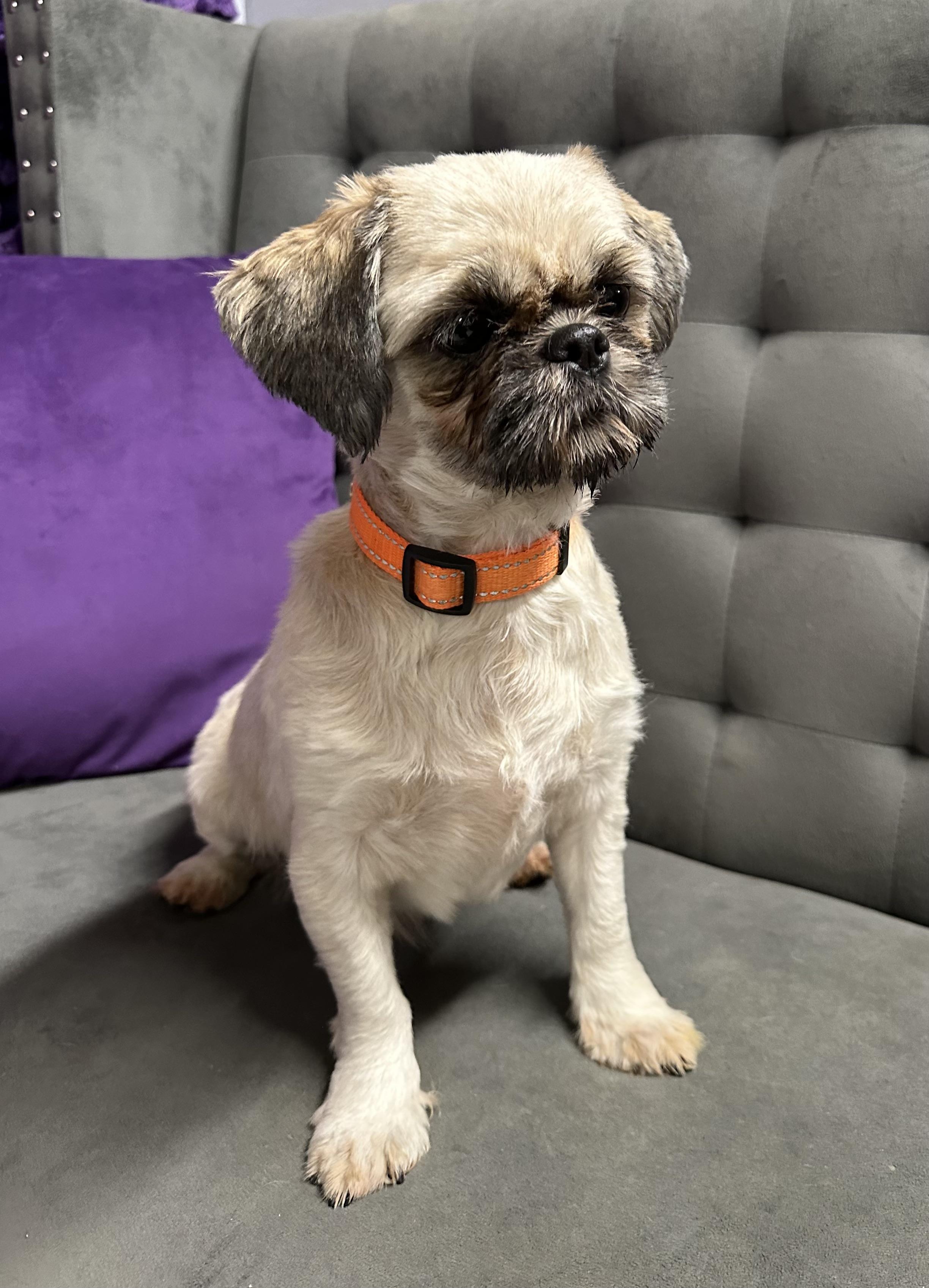 Wish - Foster Home Needed