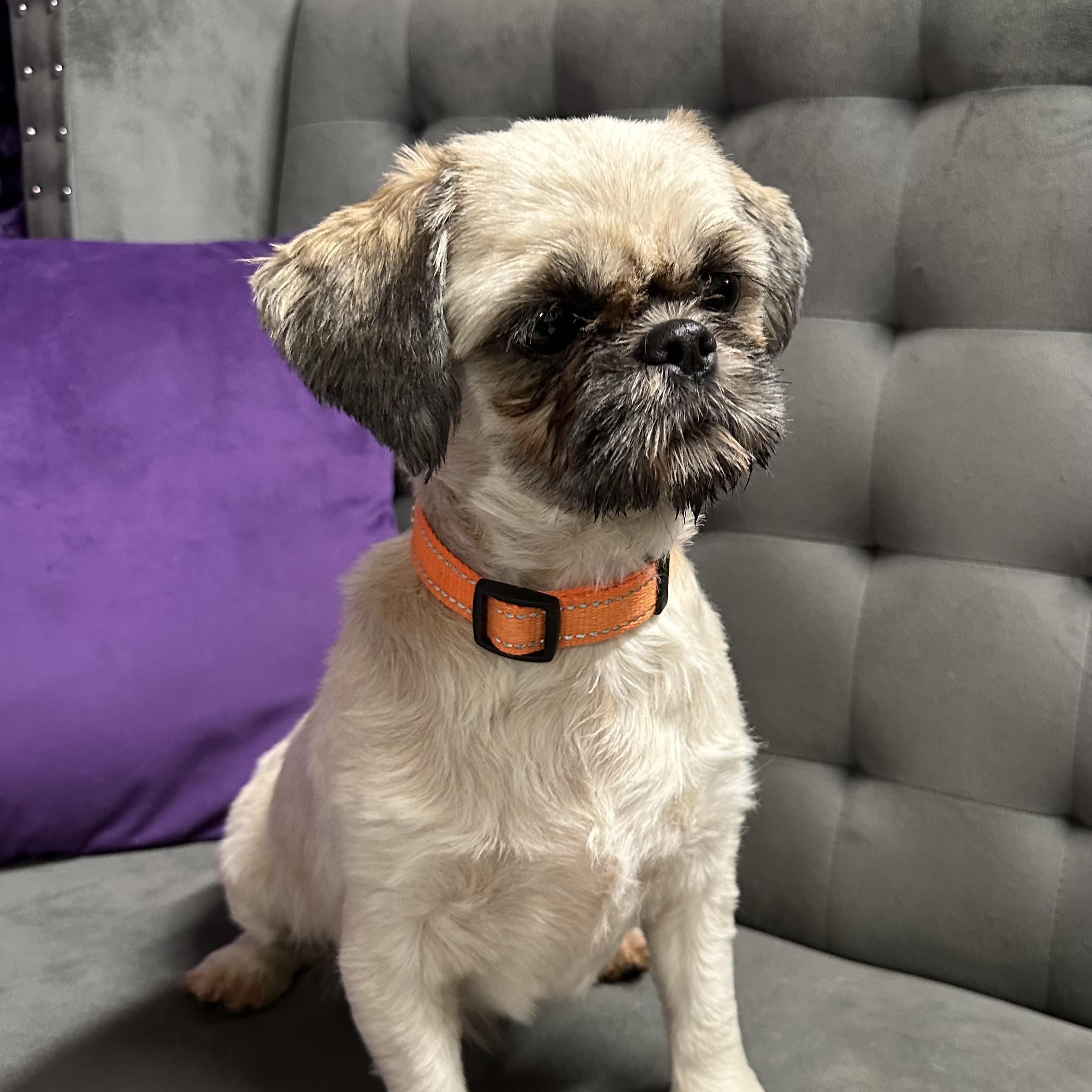 Enlarge Wish -Foster Home Needed, a Adoptable mixed breed in Hartland, WI image 3/3