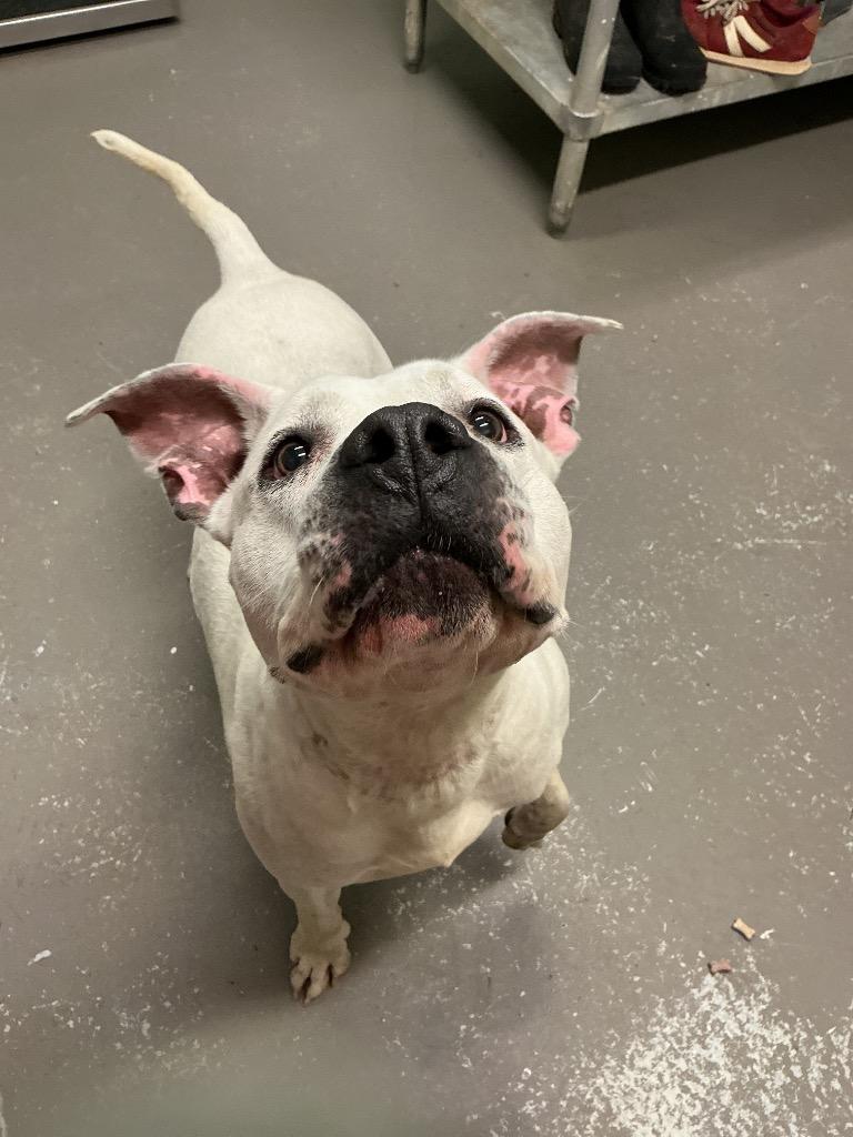Snowballl, Adoptable, Adult Female Pit Bull Terrier & Mixed Breed.