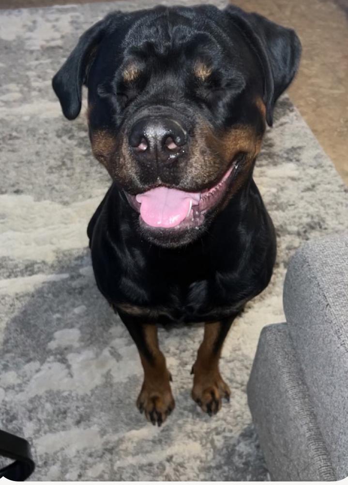 Kona, a Adoptable Rottweiler image 1/5