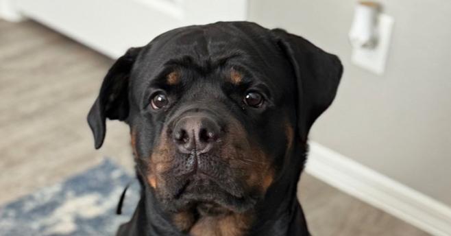 Kona, a Adoptable Rottweiler image 2/5