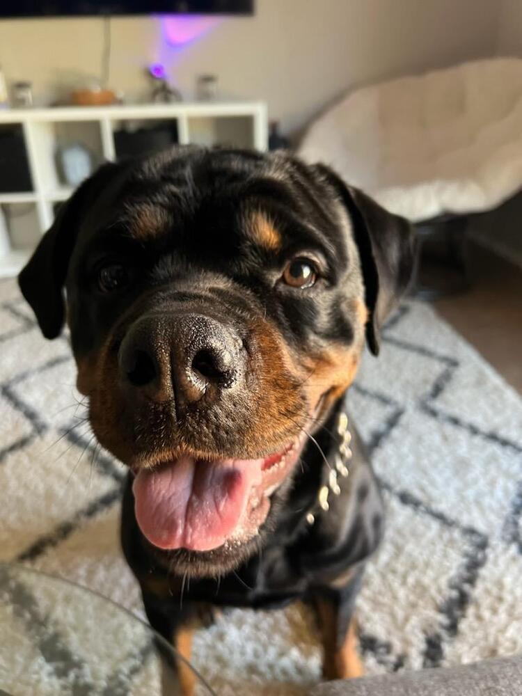 Kona, a Adoptable Rottweiler image 4/5