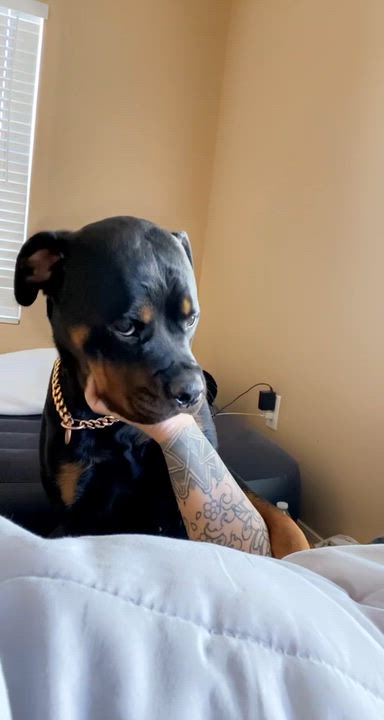 Enlarge Kona, a Adoptable Rottweiler video 5/5