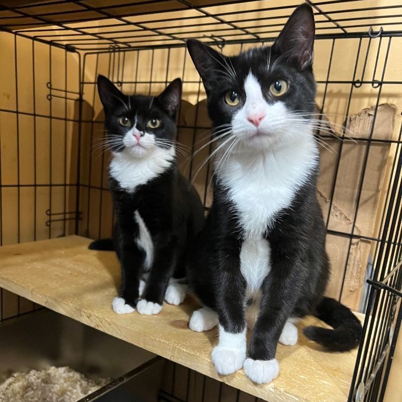Elf & Nicholas (Bonded Pair), Adoptable, Young Male Domestic Short Hair.