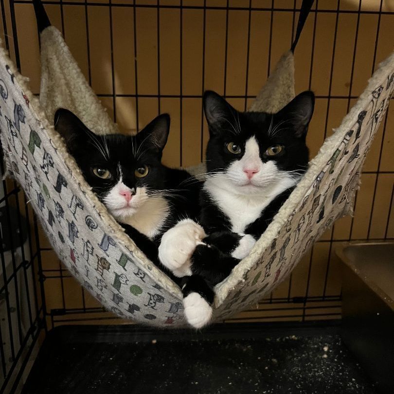 Elf & Nicholas (Bonded Pair), a Adoptable Domestic Short Hair in Syosset, NY image 2/5