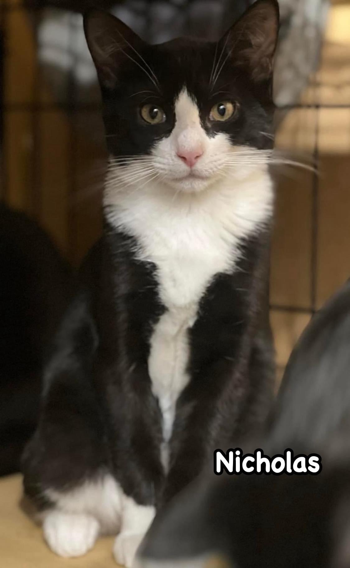 Elf & Nicholas (Bonded Pair), a Adoptable Domestic Short Hair in Syosset, NY image 3/5