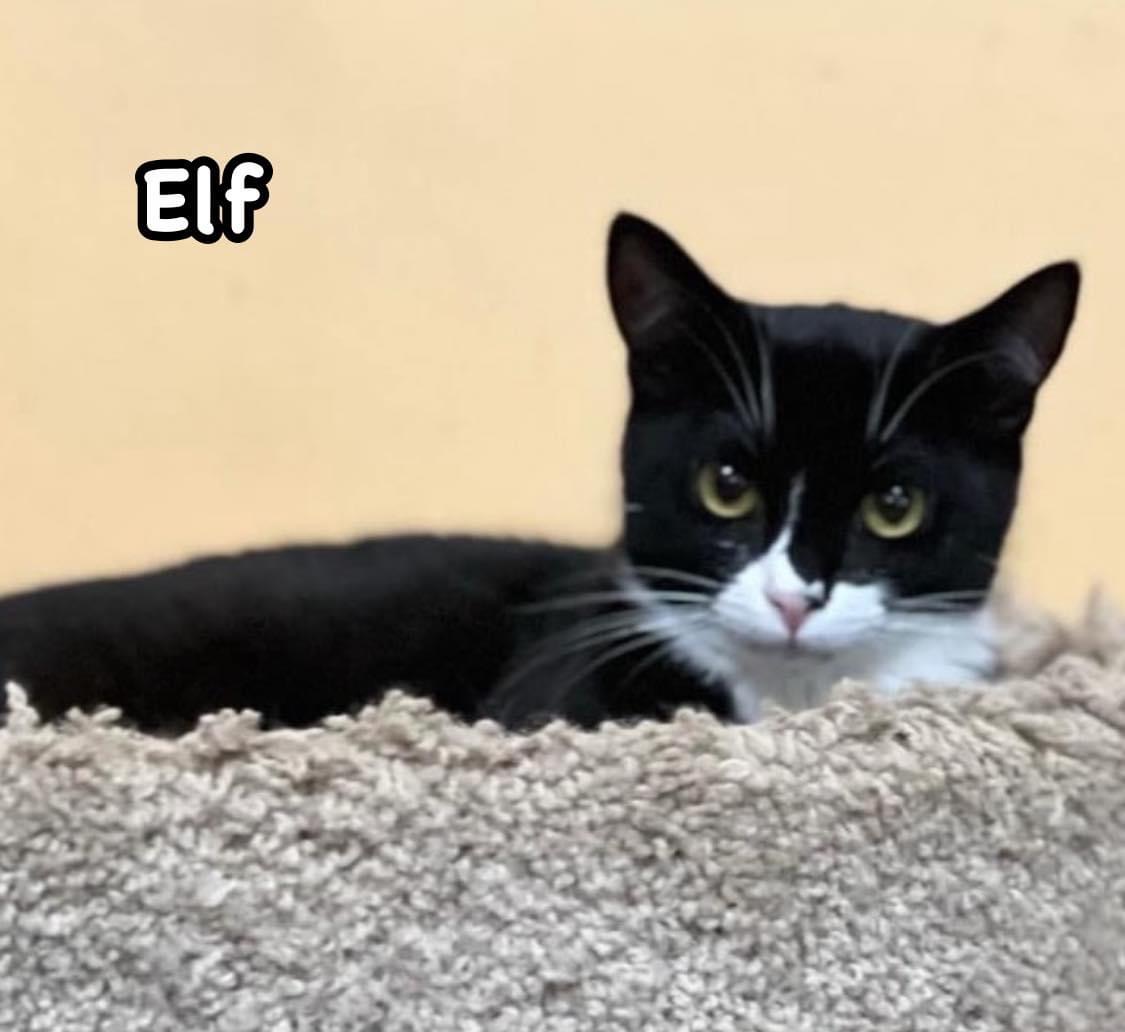 Elf & Nicholas (Bonded Pair), a Adoptable Domestic Short Hair in Syosset, NY image 4/5