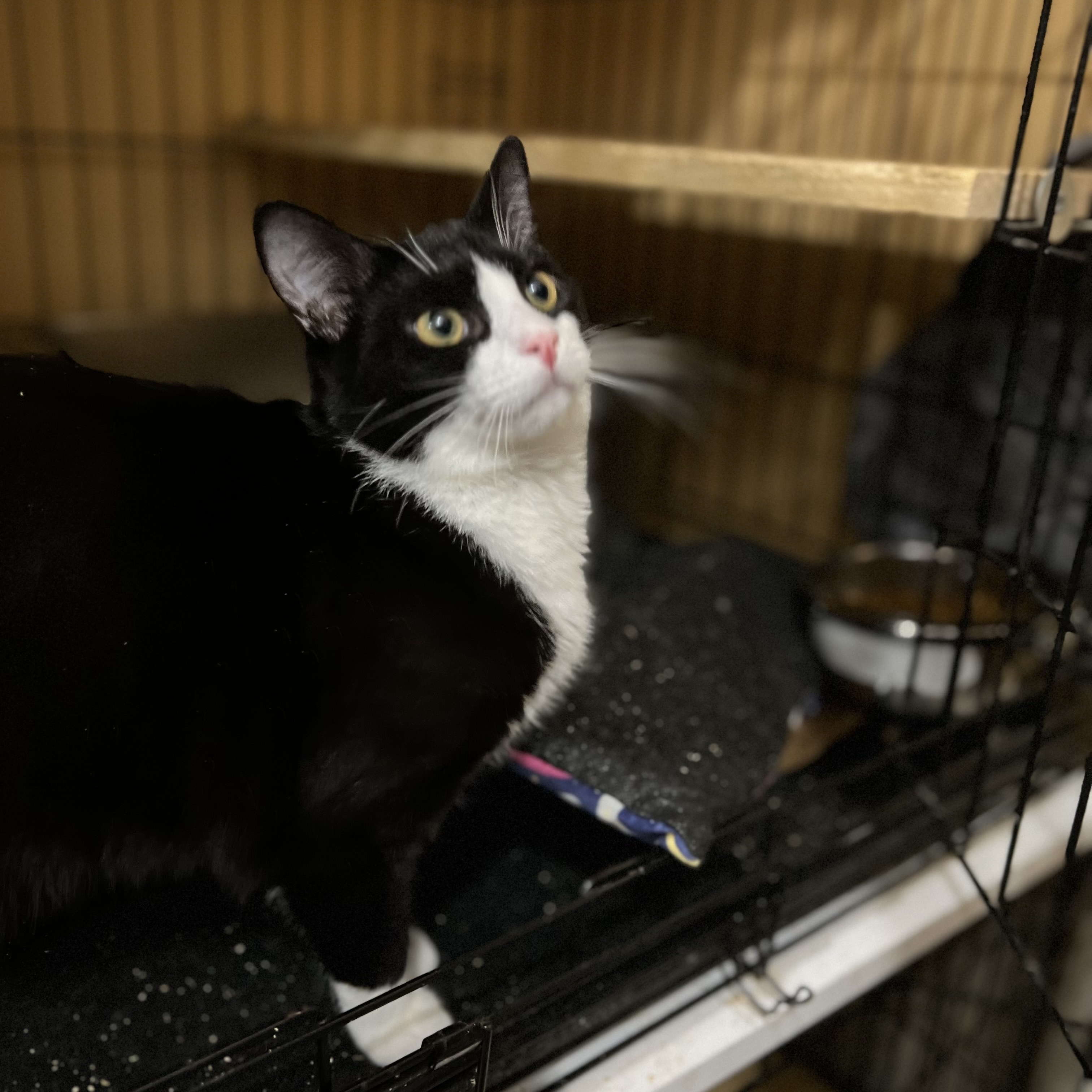 Elf & Nicholas (Bonded Pair), a Adoptable Domestic Short Hair in Syosset, NY image 5/5