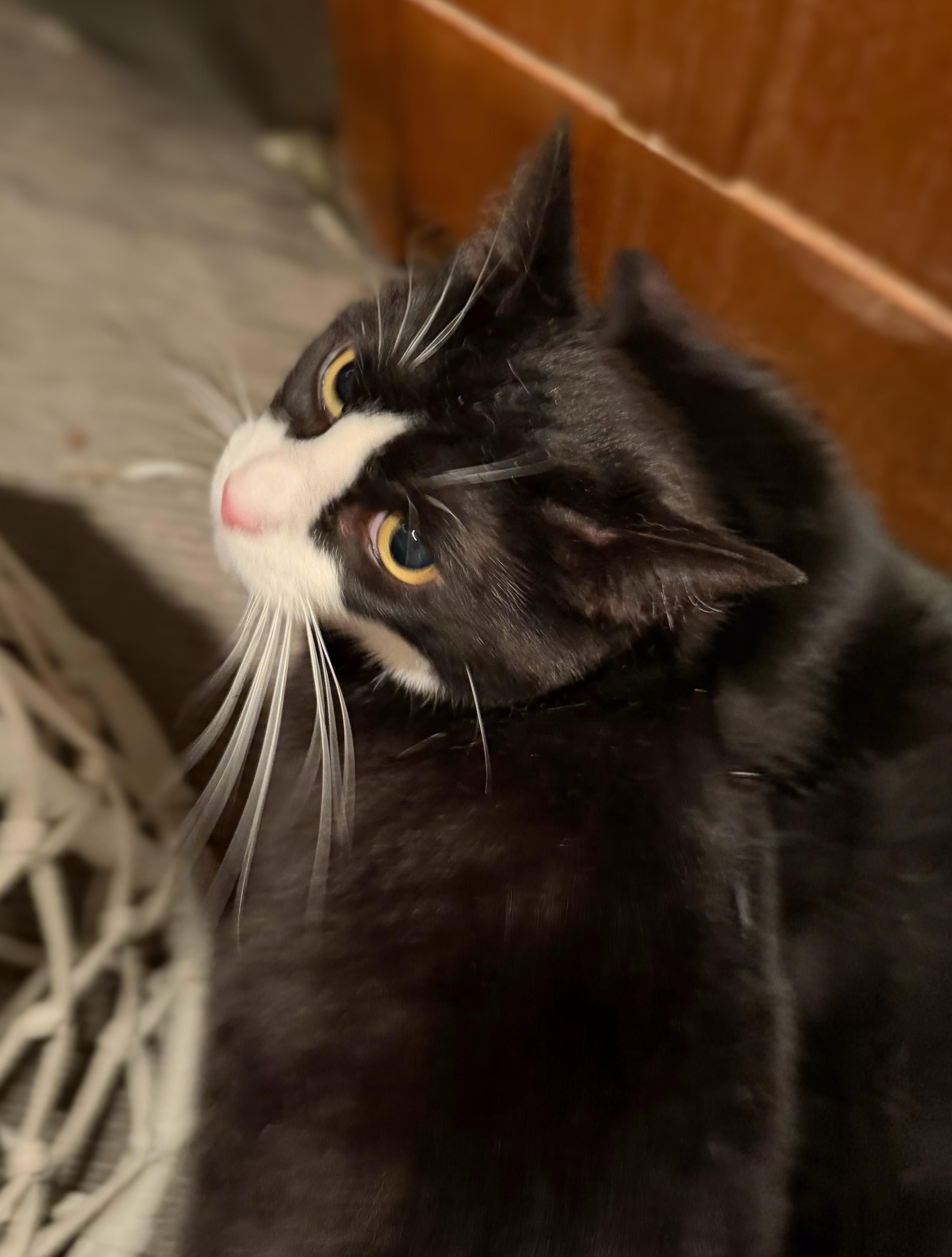 Enlarge Elf & Nicholas (Bonded Pair), a Adoptable Domestic Short Hair in Syosset, NY image 5/5