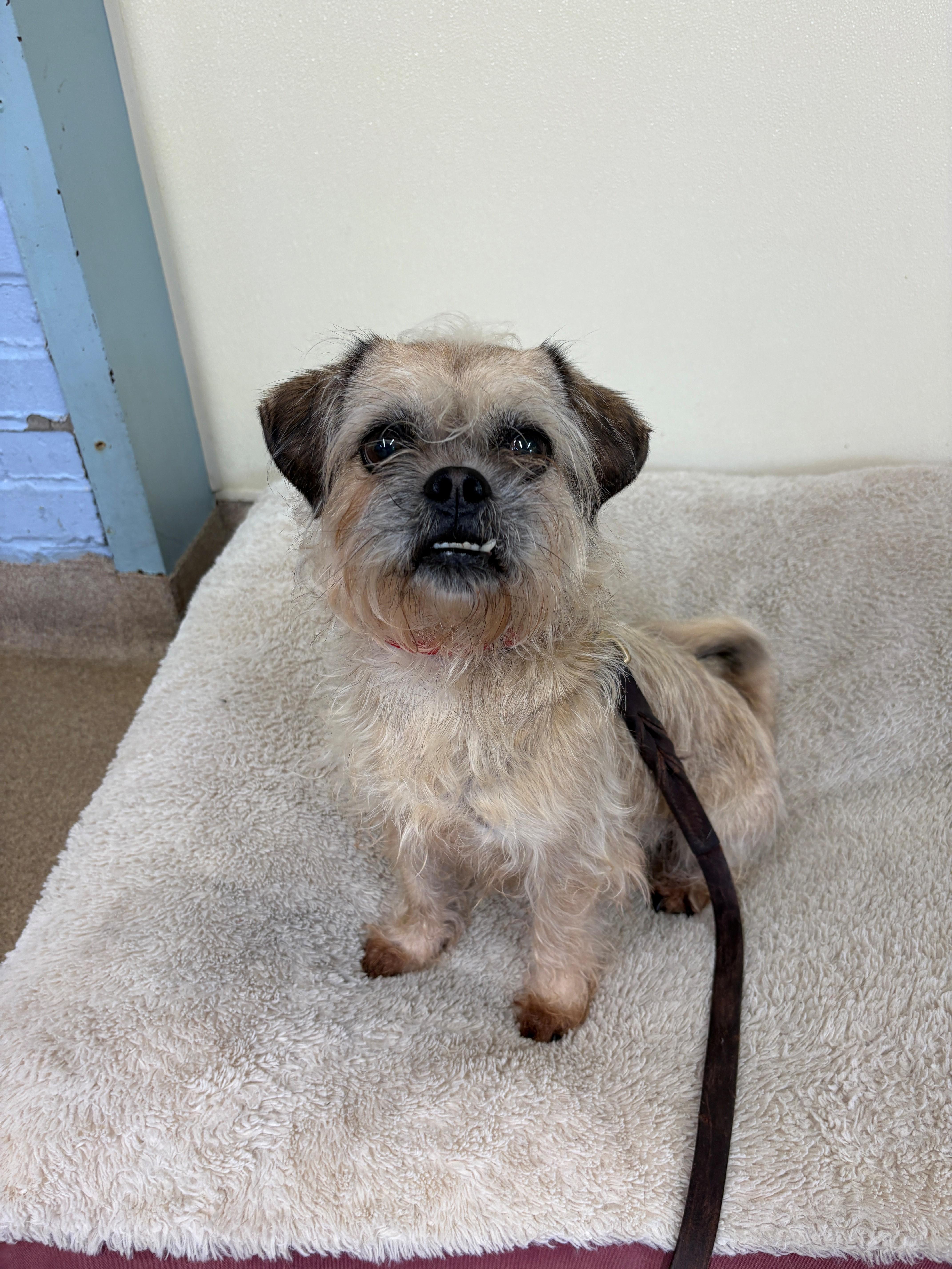 Lilo, adopted, Adult Female Pug & Maltese.