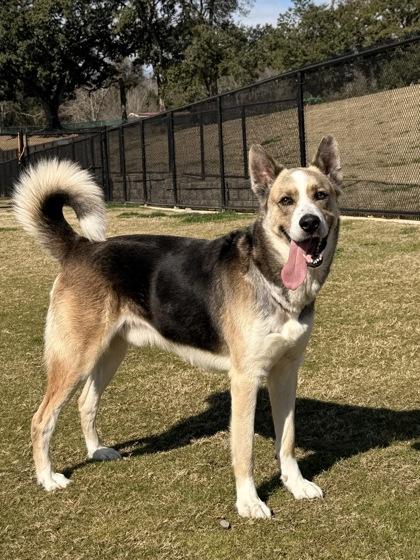 Alfred, a Adoptable mixed breed in Daphne, AL image 1/3
