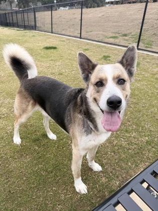 Alfred, a Adoptable mixed breed in Daphne, AL image 2/3