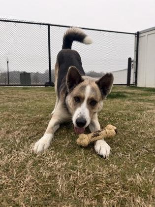 Alfred, a Adoptable mixed breed in Daphne, AL image 3/3