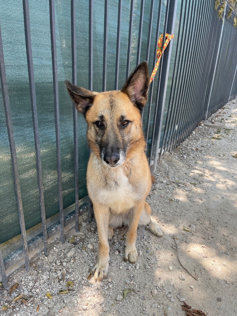 Tasmin, a Adoptable German Shepherd Dog in Bellaire, TX image 1/6