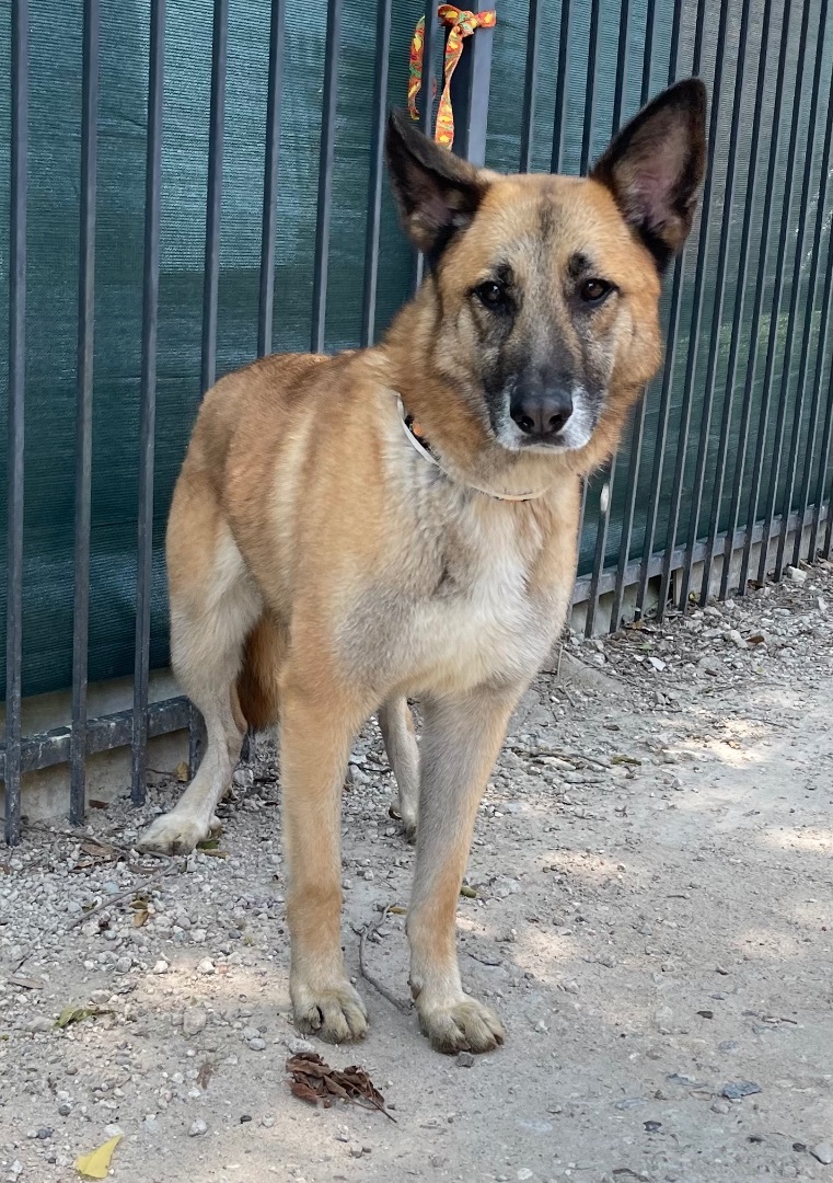 Tasmin, a Adoptable German Shepherd Dog in Bellaire, TX image 2/6