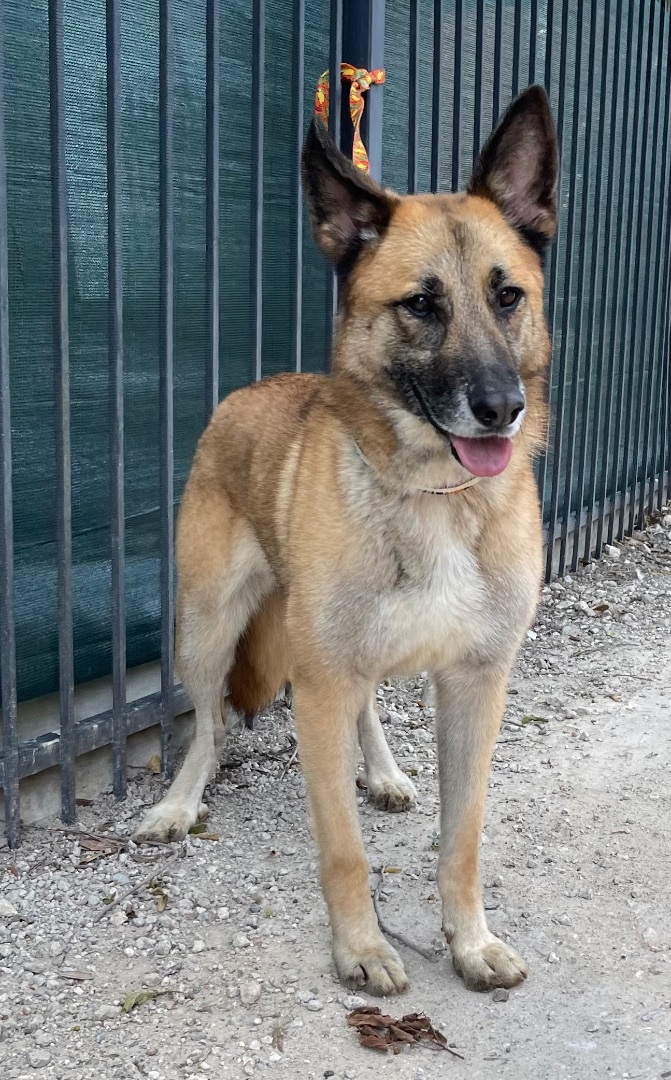 Tasmin, a Adoptable German Shepherd Dog in Bellaire, TX image 3/6