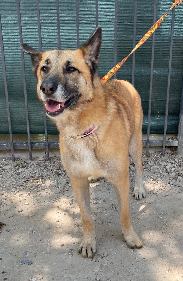 Tasmin, a Adoptable German Shepherd Dog in Bellaire, TX image 4/6
