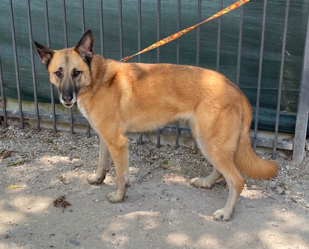 Tasmin, a Adoptable German Shepherd Dog in Bellaire, TX image 5/6