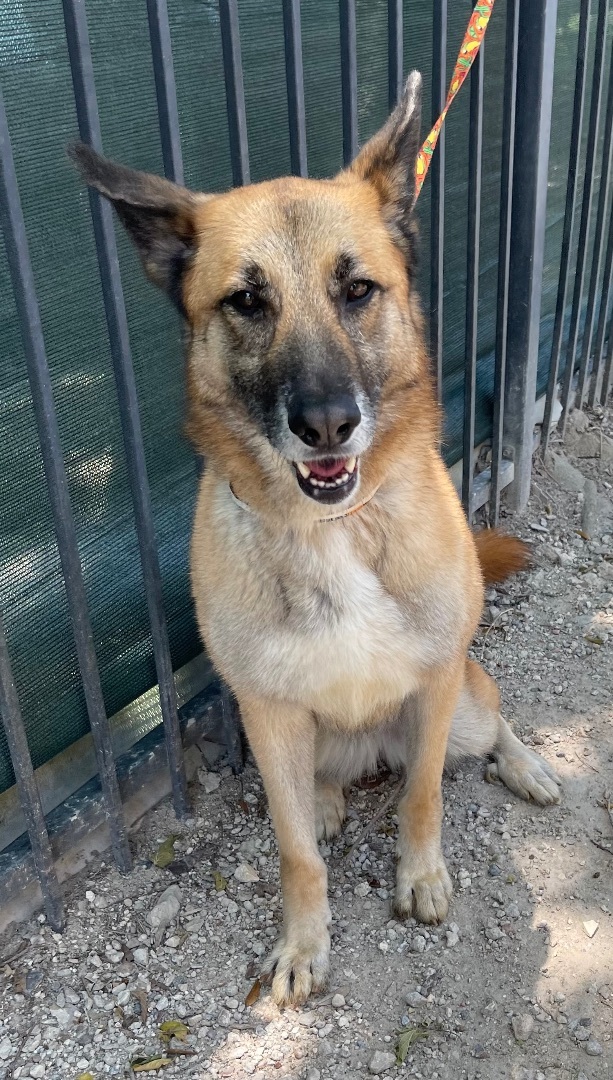 Tasmin, a Adoptable German Shepherd Dog in Bellaire, TX image 6/6