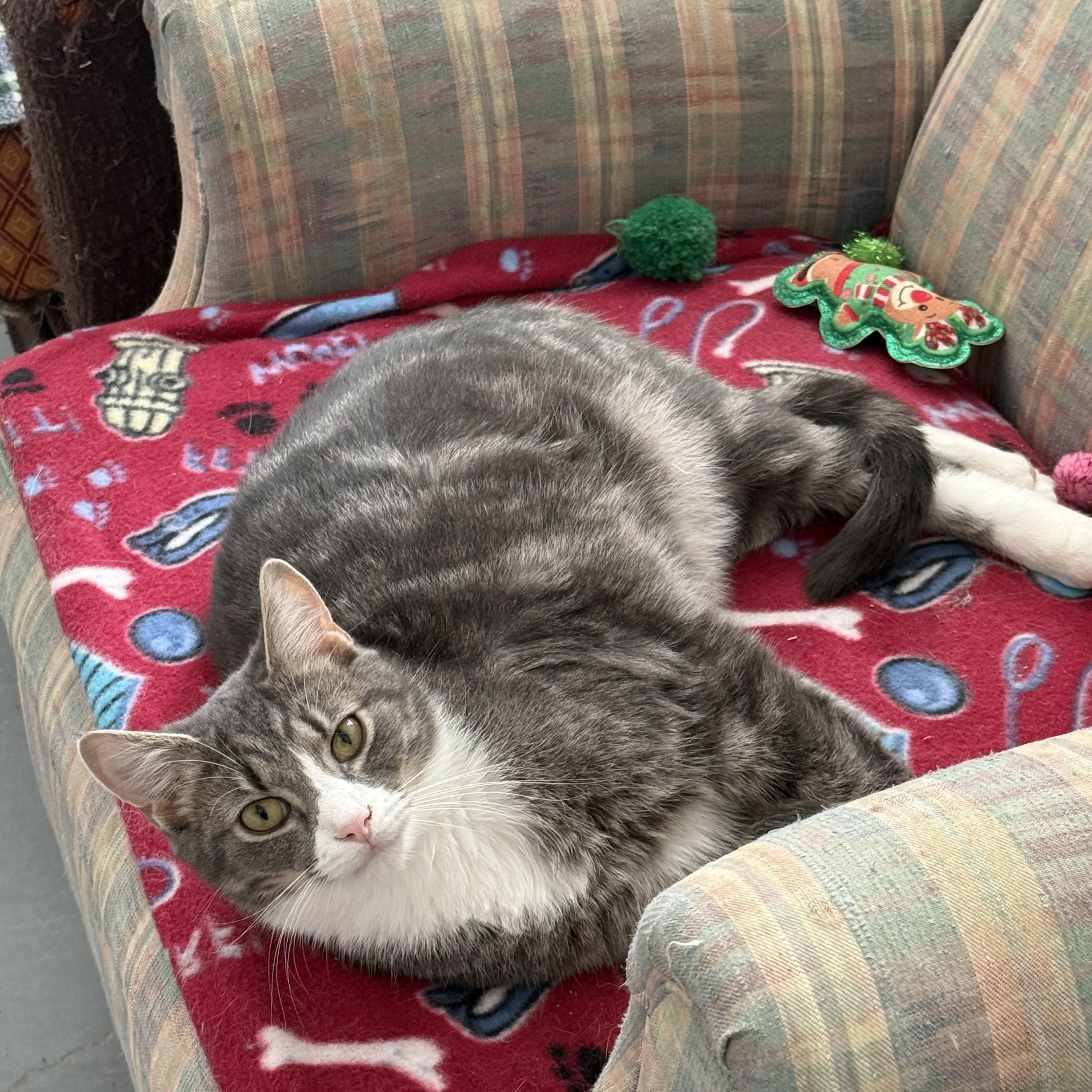 Enlarge Jack, a Adoptable Domestic Short Hair in Franklin, PA image 1/1