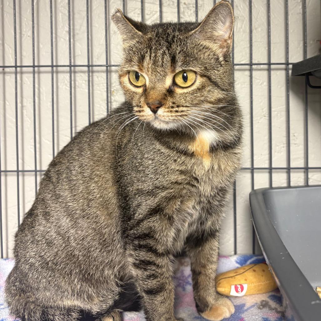 Clemente, a Adoptable Domestic Short Hair in Puslinch, ON image 1/6