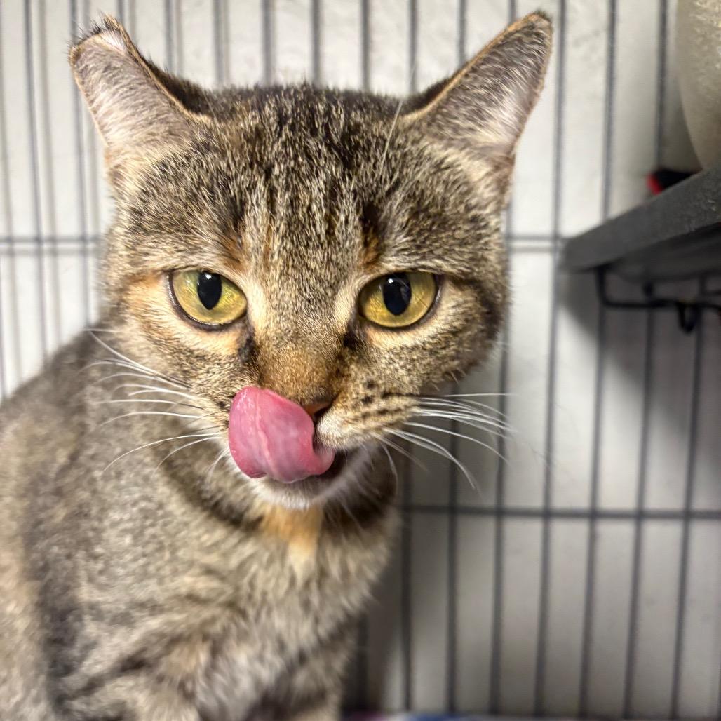 Clemente, a Adoptable Domestic Short Hair in Puslinch, ON image 3/6