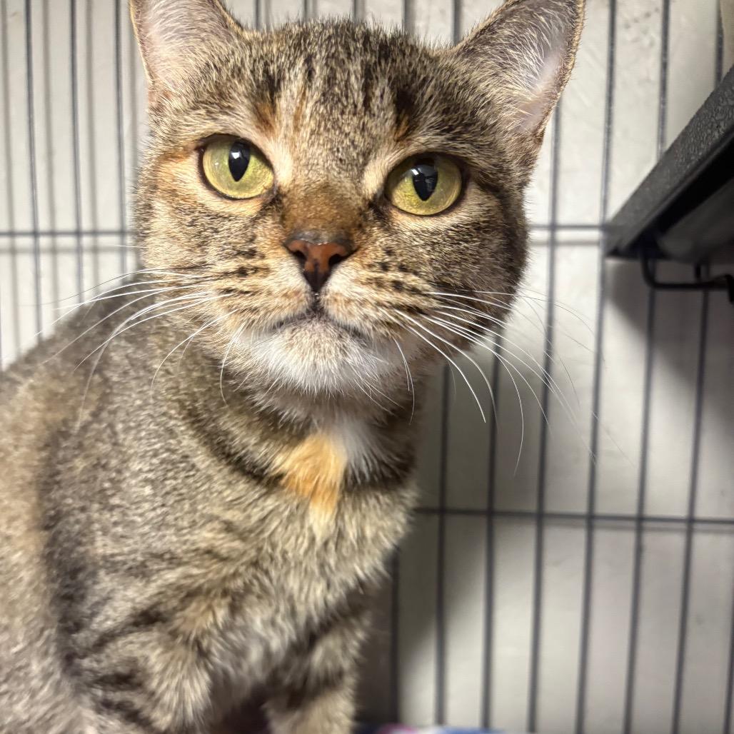 Clemente, a Adoptable Domestic Short Hair in Puslinch, ON image 2/6