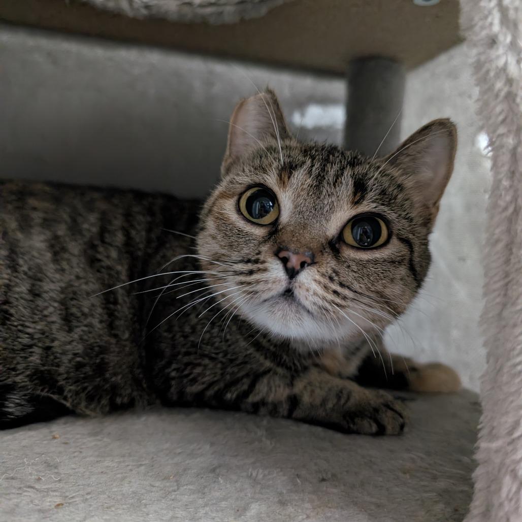 Clemente, a Adoptable Domestic Short Hair in Puslinch, ON image 5/6