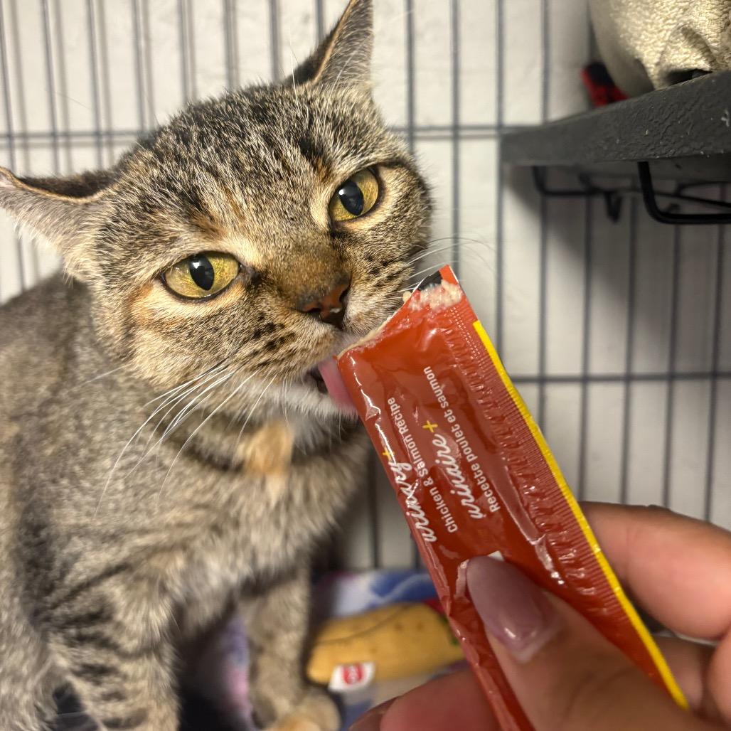 Clemente, a Adoptable Domestic Short Hair in Puslinch, ON image 5/6