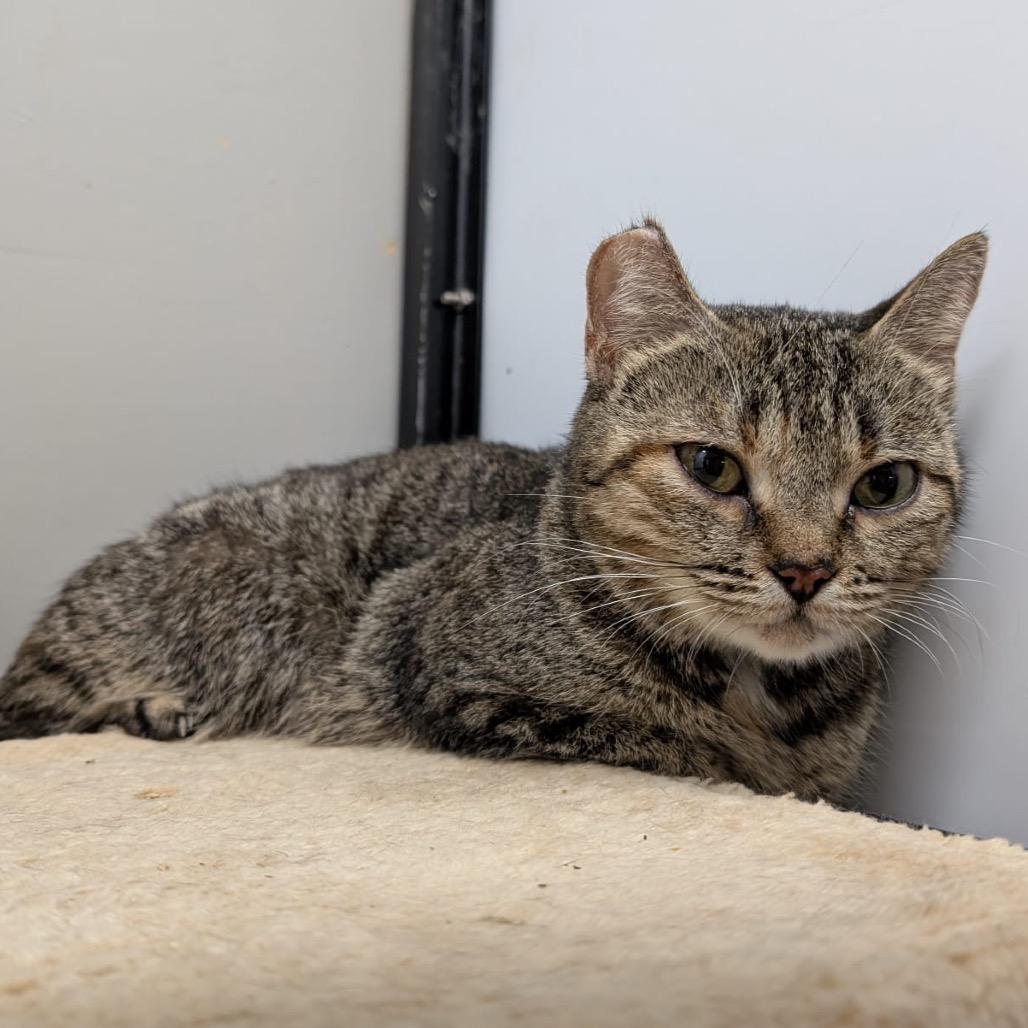 Clemente, a Adoptable Domestic Short Hair in Puslinch, ON image 6/6