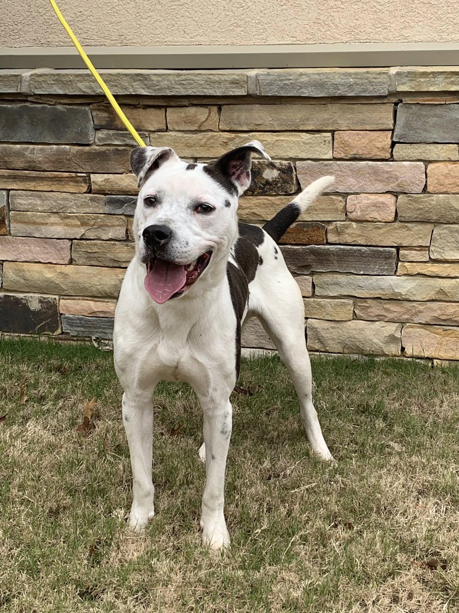 Enlarge Valentino, a ADOPTABLE mixed breed in Guntersville, AL image 3/4