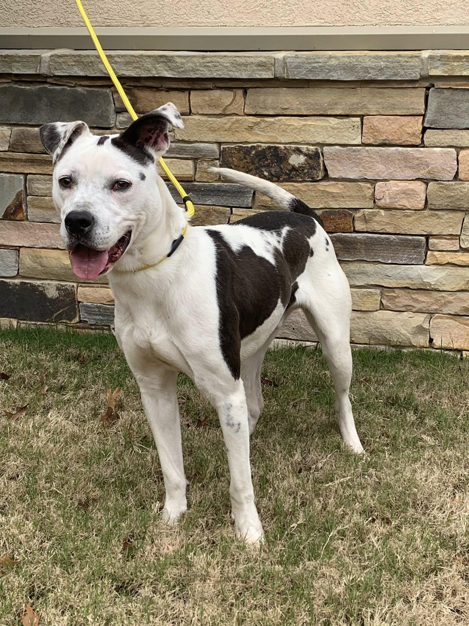 Enlarge Valentino, a ADOPTABLE mixed breed in Guntersville, AL image 2/4