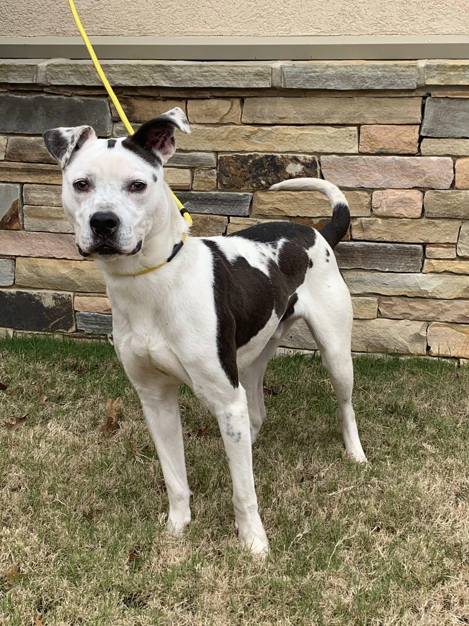 Enlarge Valentino, a ADOPTABLE mixed breed in Guntersville, AL image 4/4