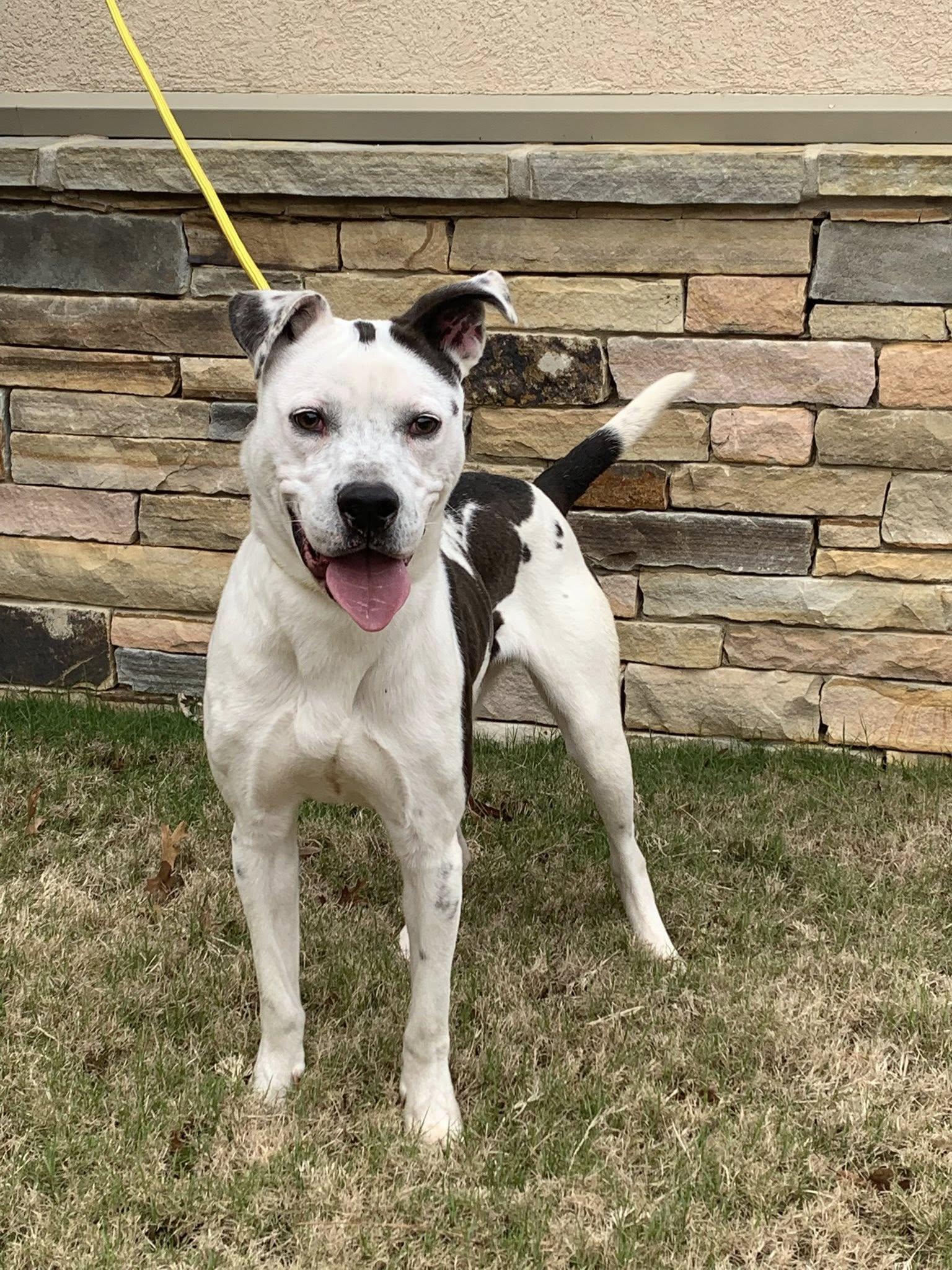 Valentino, ADOPTABLE, Adult Male Pit Bull Terrier.