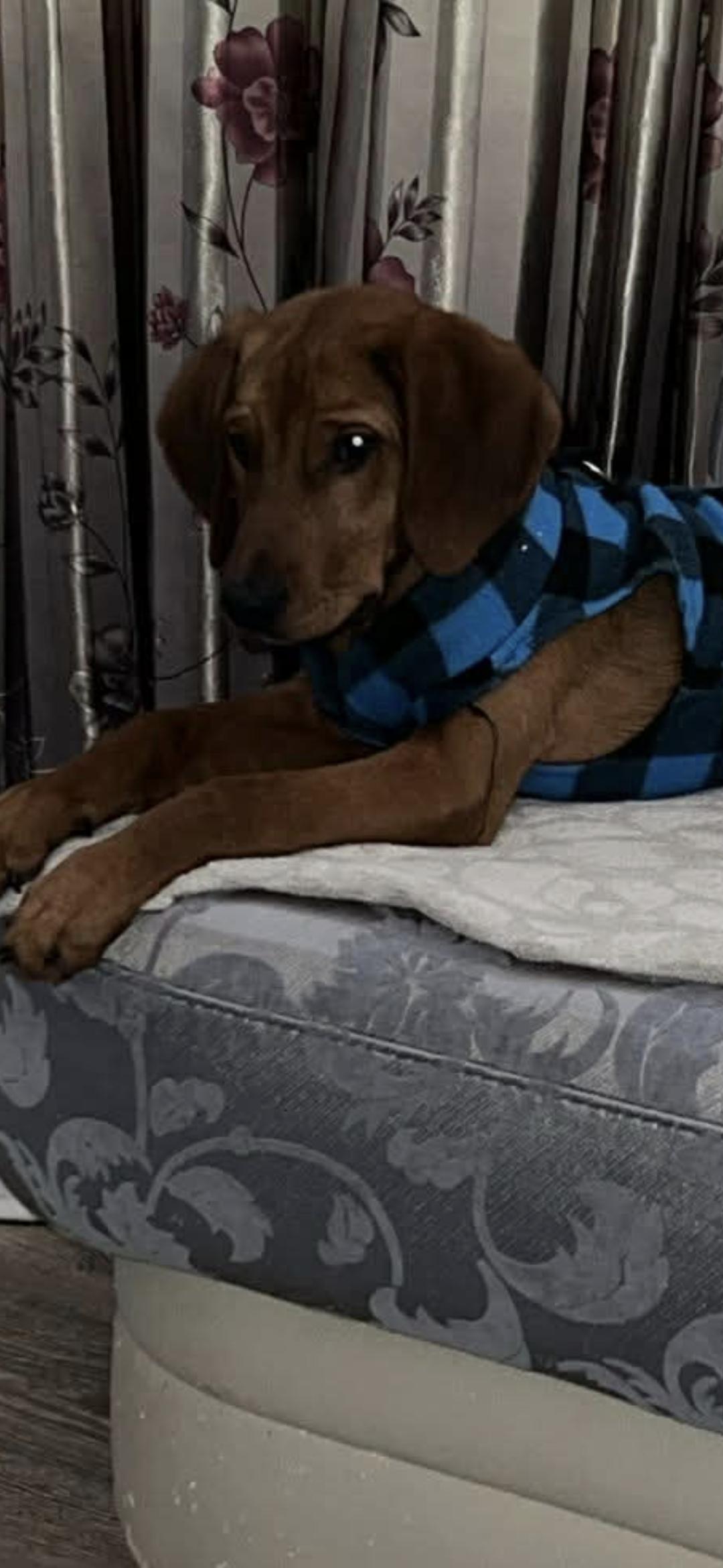 Landi, a ADOPTABLE mixed breed in New York, NY image 4/5