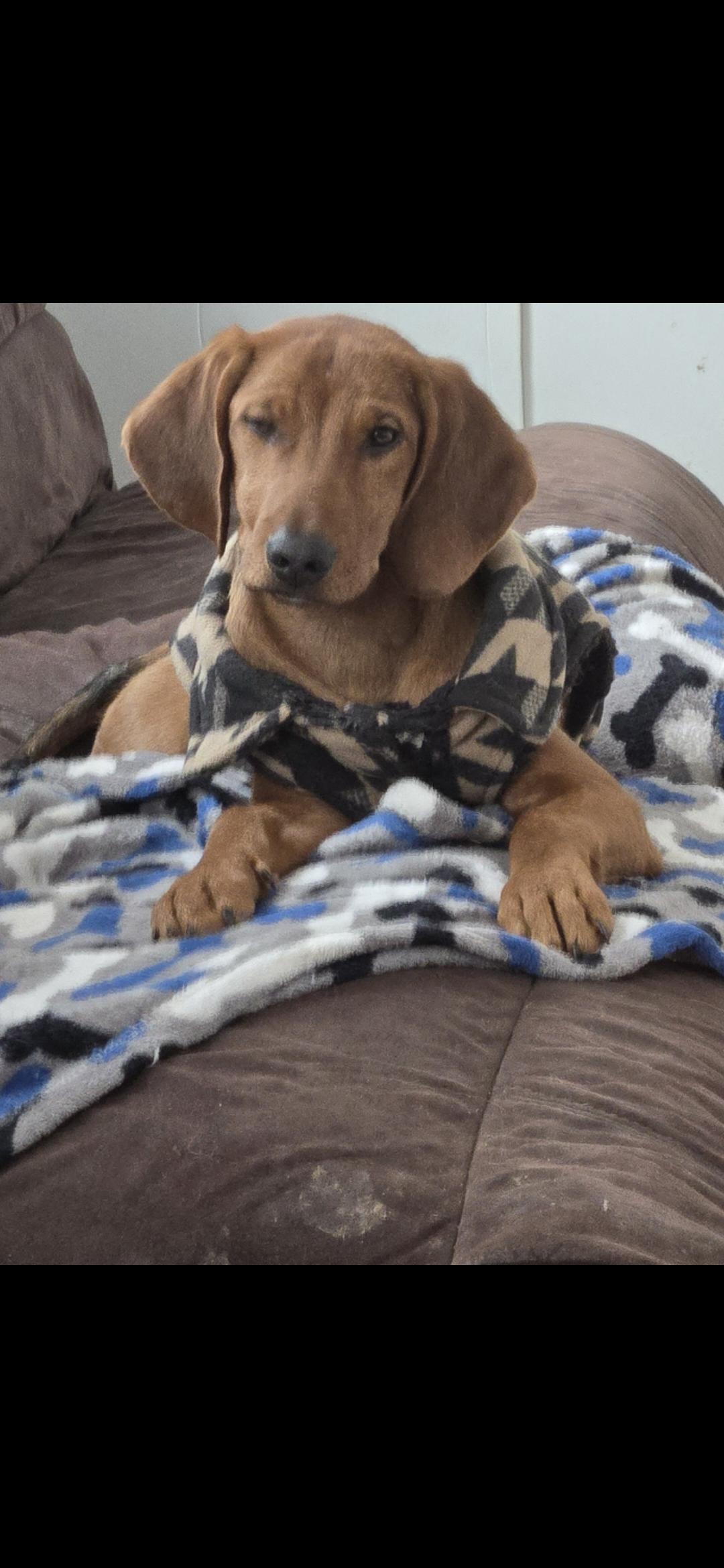 Enlarge Landi, a ADOPTABLE mixed breed in New York, NY image 2/6