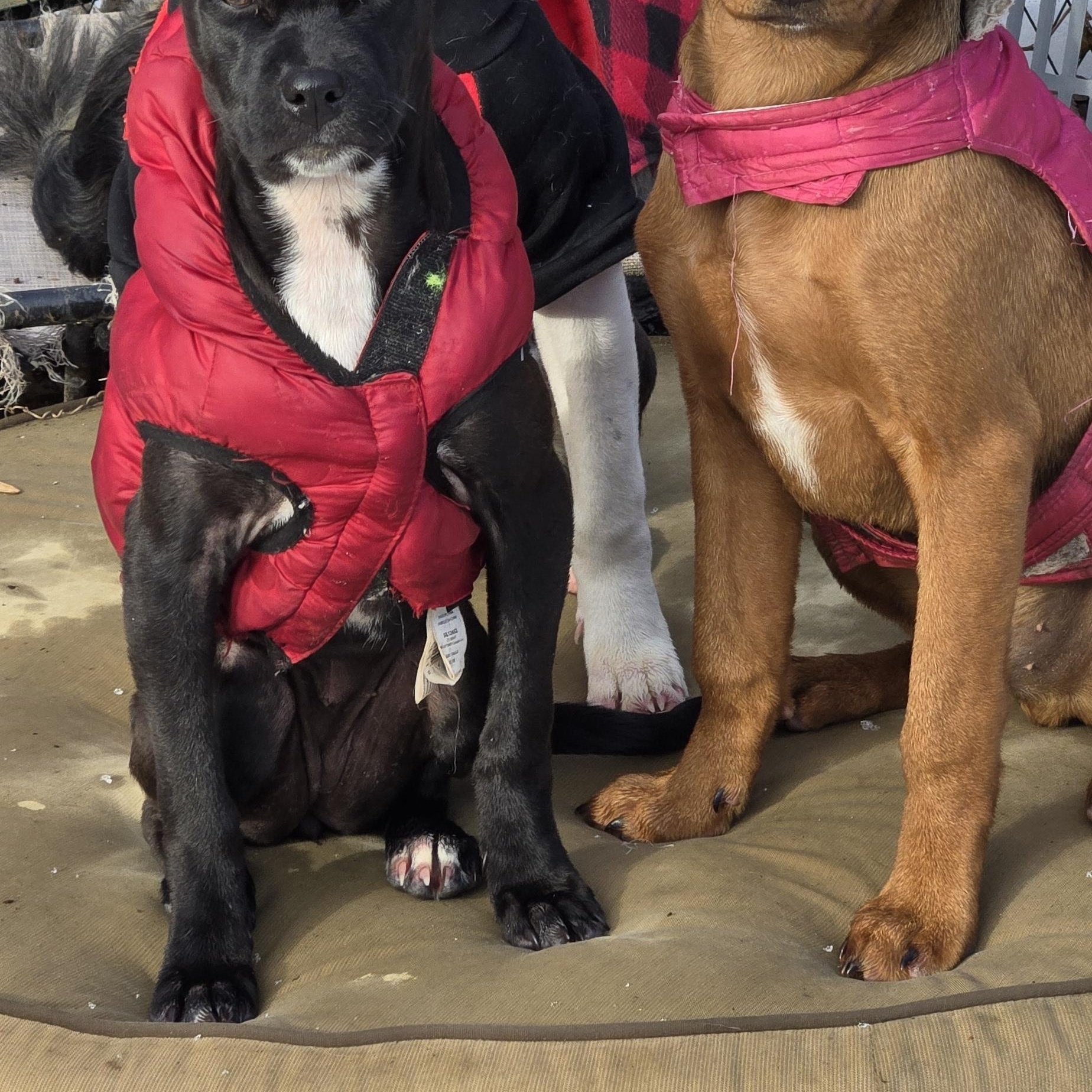 Enlarge Landi, a ADOPTABLE mixed breed in New York, NY image 6/6