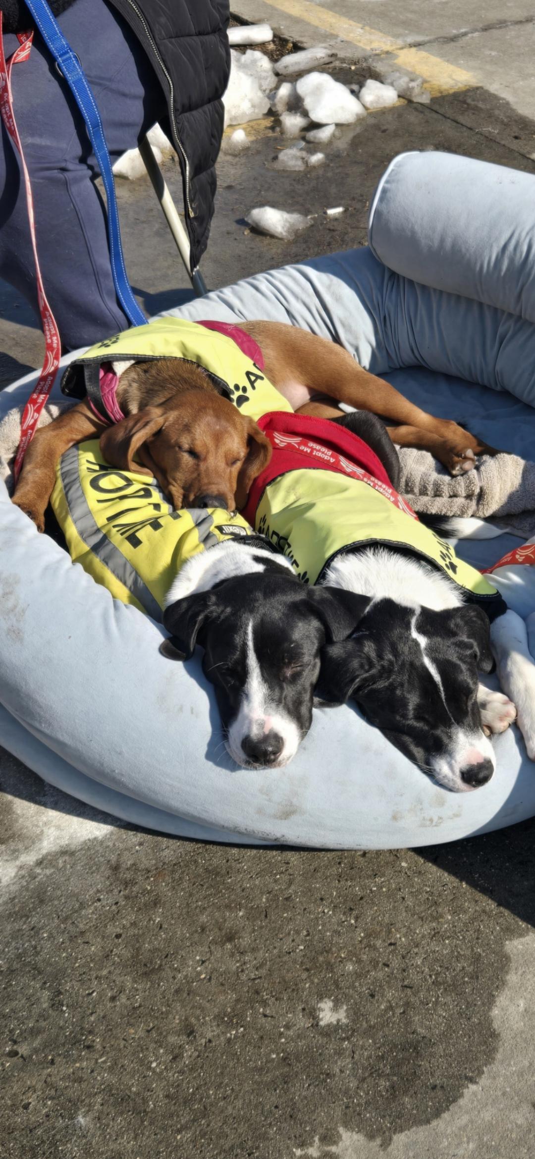 Enlarge Landi, a ADOPTABLE mixed breed in New York, NY image 5/6