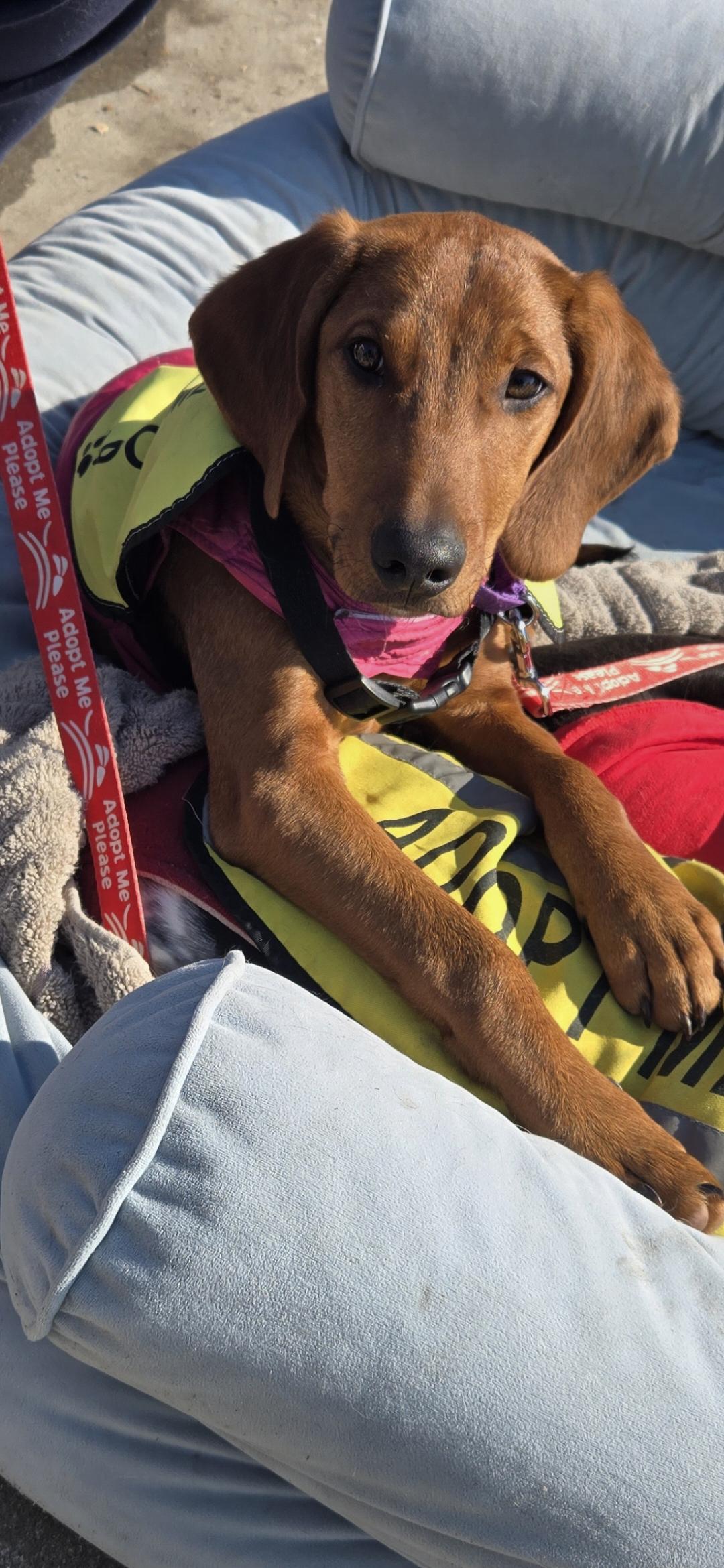 Enlarge Landi, a ADOPTABLE mixed breed in New York, NY image 1/6