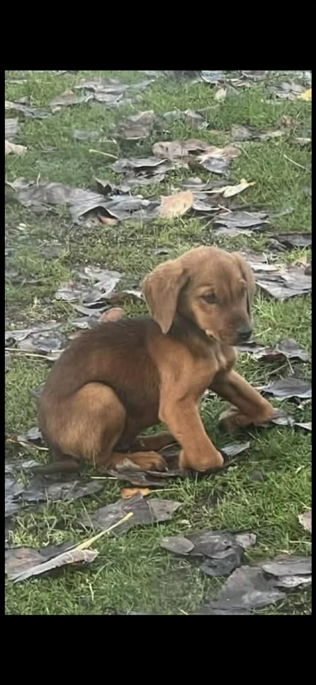 Landi, a ADOPTABLE mixed breed in New York, NY image 5/5