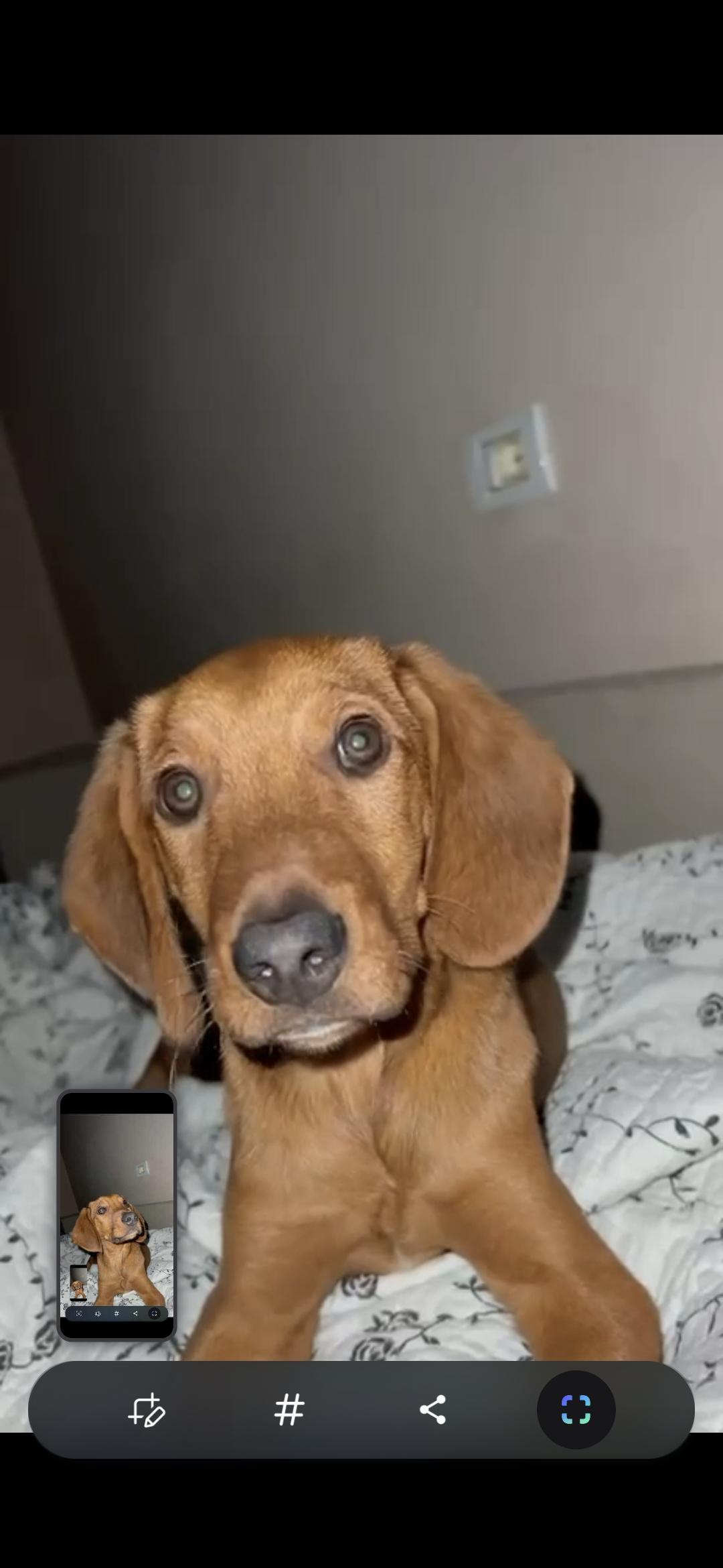 Landi, ADOPTABLE, Young Male Hound.