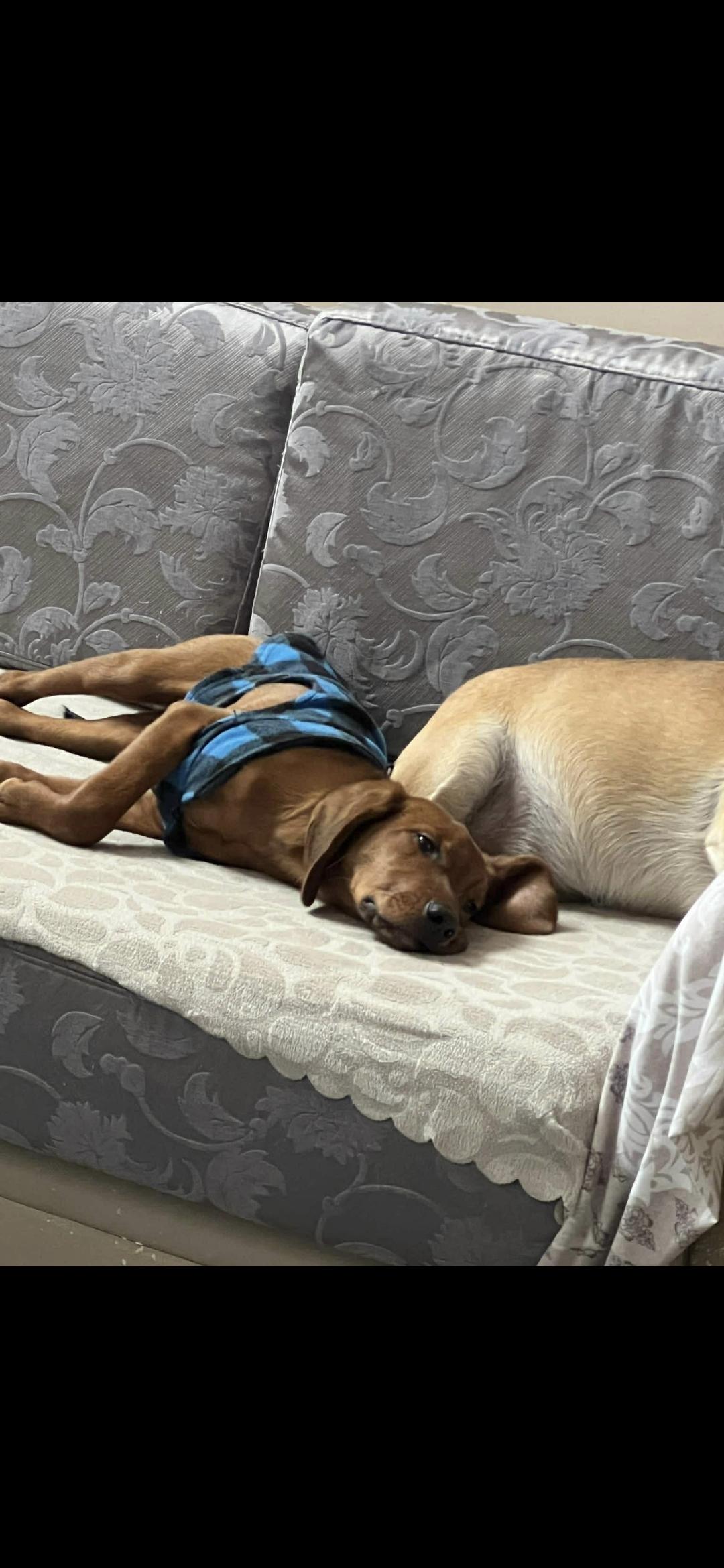 Landi, a ADOPTABLE mixed breed in New York, NY image 3/5