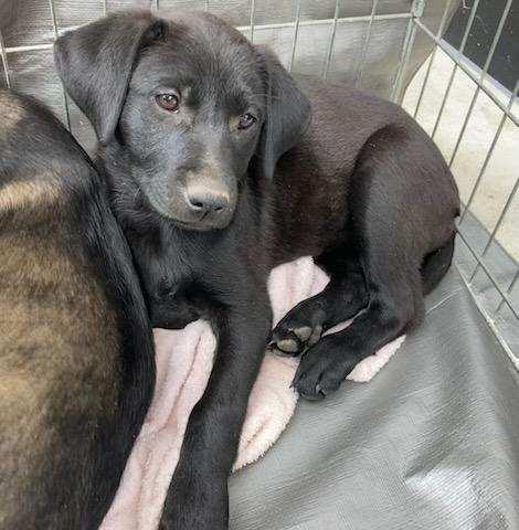 Enlarge Romeo, an adopted mixed breed in Livingston, TX image 1/1