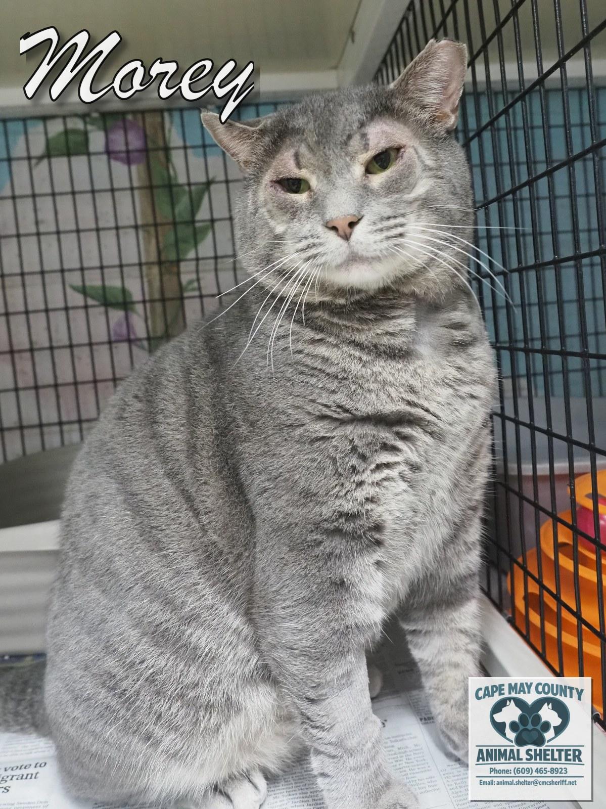 Enlarge Morey, a Adopted Domestic Short Hair in Cape May Court House, NJ image 2/3